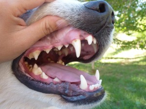 denti-cane