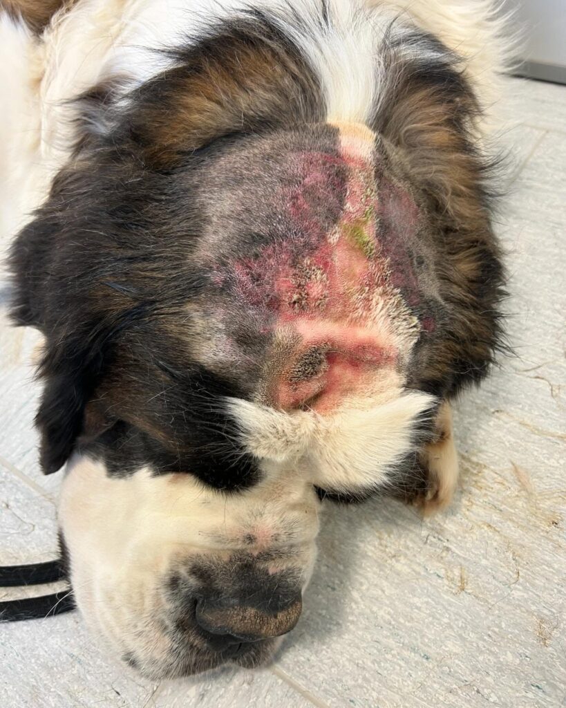 Un grosso cane con la pelliccia soffice è sdraiato in quello che sembra essere un day hospital. La testa del cane ha una grande area rasata che mostra pelle irritata con rossori e croste. Ha gli occhi chiusi e sembra che stia riposando su un pavimento piastrellato durante la sua degenza.