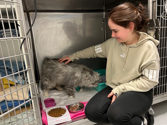 In un accogliente rifugio per animali, una donna con una felpa beige è seduta accanto a un gatto grigio in una gabbia in uno spazio di degenza. Il felino, dotato di ciotole per il cibo e una coperta, si gode le sue dolci carezze e il suo caldo sorriso, una scena confortante simile allatmosfera rilassante di un day hospital.