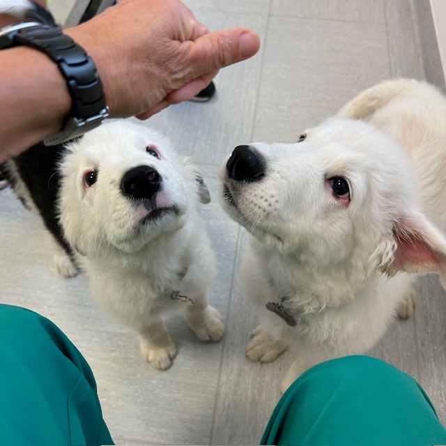 Il team di due cuccioli bianchi con la pelliccia soffice alza lo sguardo curioso verso una persona che indossa un orologio nero e pantaloni turchesi, gesticolando con la mano. La coppia attenta siede stretta su un pavimento di colore chiaro, unita nella sua adorabile concentrazione.