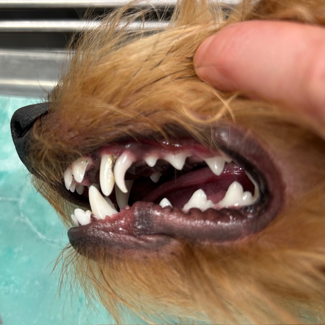 Primo piano della bocca di un cagnolino tenuta aperta. Lattenzione è sui denti, puliti e affilati. La pelliccia del cane è marrone chiaro e la mano di una persona gli tiene delicatamente aperta la bocca. Lo sfondo è una superficie verde acqua sfocata.