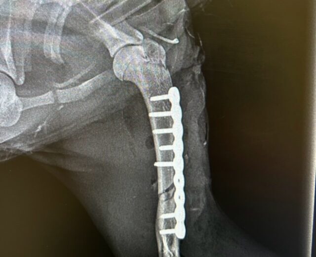 La radiografia della zampa posteriore di un cane rivela una riparazione chirurgica con una placca metallica e viti che fissano losso. Limmagine, con annotazioni mediche in basso, è fondamentale, soprattutto quando si valutano condizioni come le malattie dermatologiche che colpiscono questa zona.