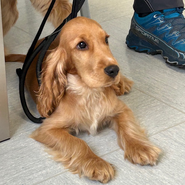 Cucciolo di Cocker Spaniel marrone dorato sdraiato su un pavimento piastrellato, con aria attenta. Il cucciolo è al guinzaglio, con parte del guinzaglio sulla schiena. Accanto al cucciolo è visibile la gamba di una persona che indossa delle scarpe sportive blu.