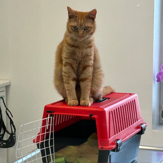 Un gatto soriano arancione è seduto in cima a un trasportino rosso con la porta anteriore aperta. Il gatto guarda avanti con unespressione calma. Lo sfondo è un muro di colore chiaro e una piccola parte di una finestra.