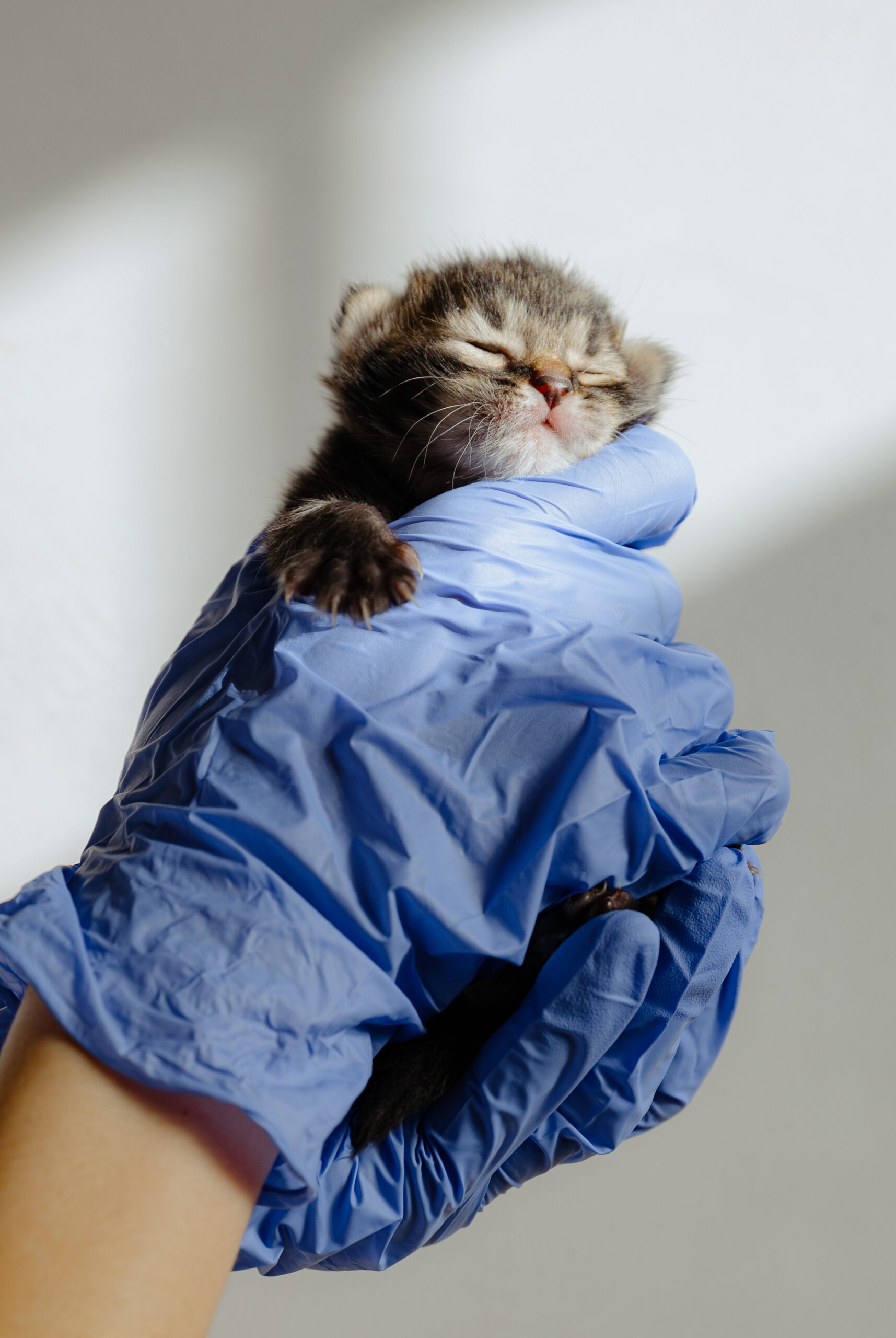 Un gattino minuscolo con gli occhi chiusi è cullato in una mano guantata. Il guanto è blu, in contrasto con la morbida pelliccia del gattino. Lo sfondo è dolcemente illuminato, enfatizzando lespressione pacifica del gattino.