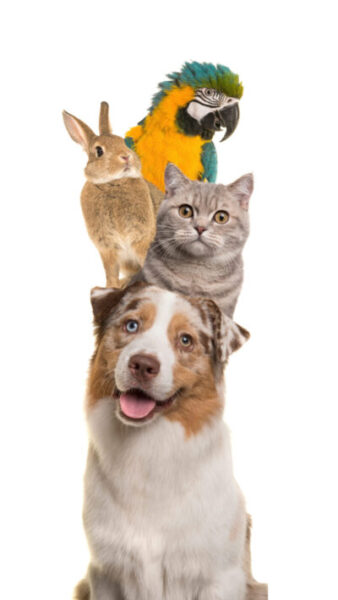 Un cane soffice con colori degli occhi non abbinati è seduto in basso, con un gatto soriano grigio sopra di lui. Un piccolo coniglio marrone è in piedi sopra il gatto, e un vivace pappagallo blu e giallo è appollaiato in cima. Il tutto su uno sfondo bianco.