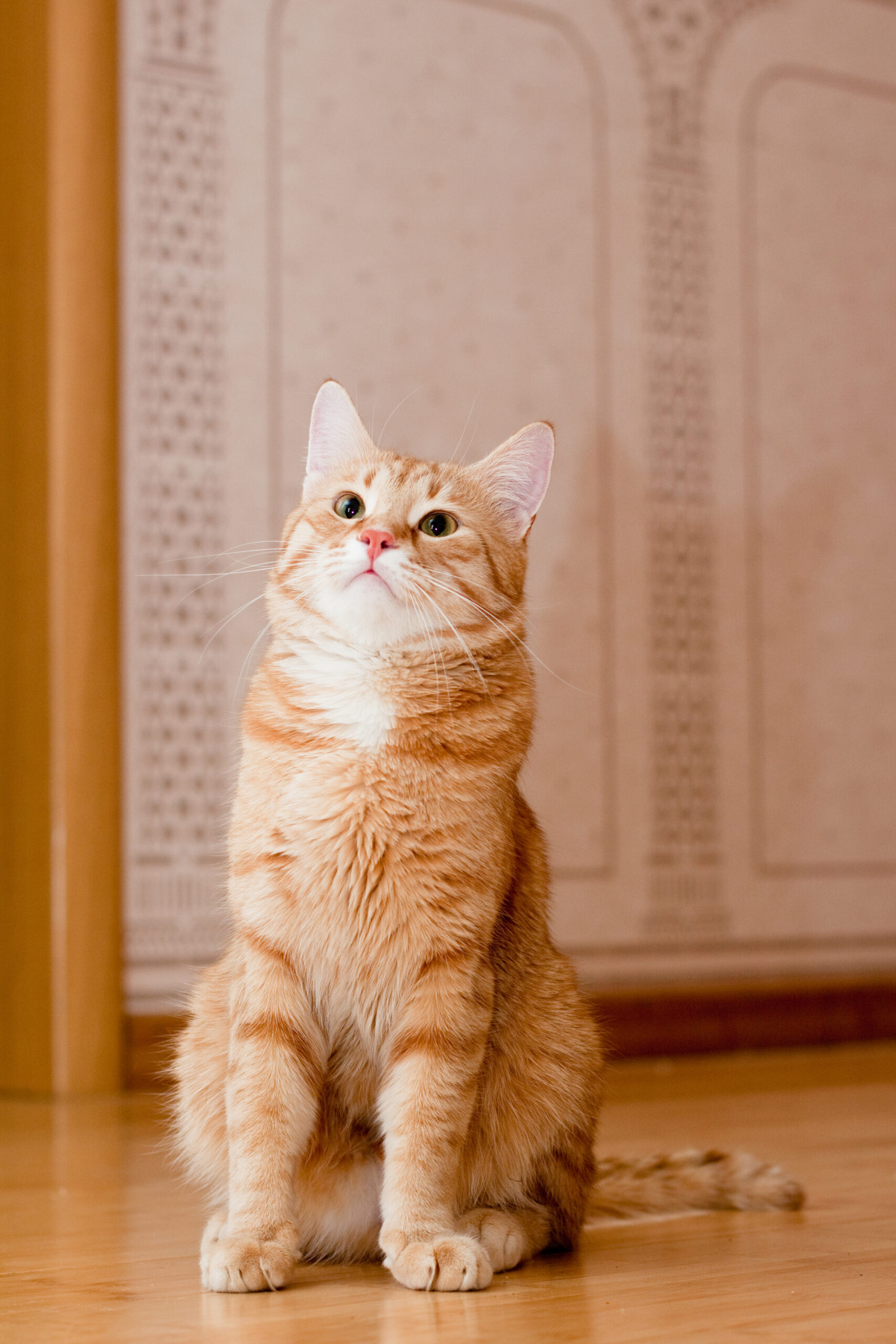 Un gatto soriano rosso con macchie bianche siede attento sul pavimento in legno del day hospital. Lo sfondo è una parete beige con un motivo dettagliato, mentre il gatto guarda verso lalto con unespressione curiosa.