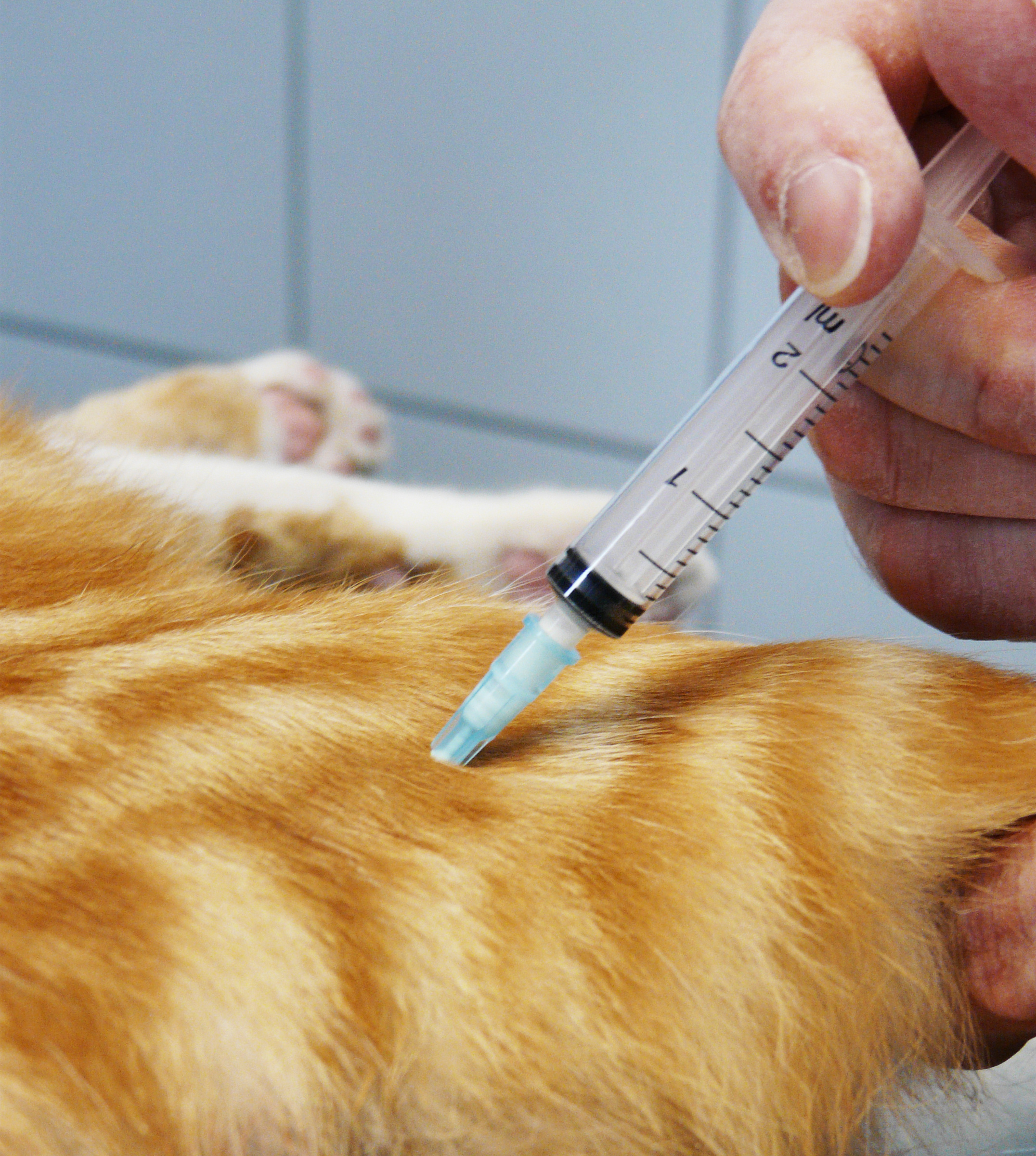 Un esperto in anestesia veterinaria dell'Ambulatorio Contri De Zen tiene in mano una siringa, preparandosi a iniettarla nella schiena di un gatto soriano arancione. La mano dell'esperto e la schiena del gatto sono nitidamente a fuoco su uno sfondo leggermente sfocato.