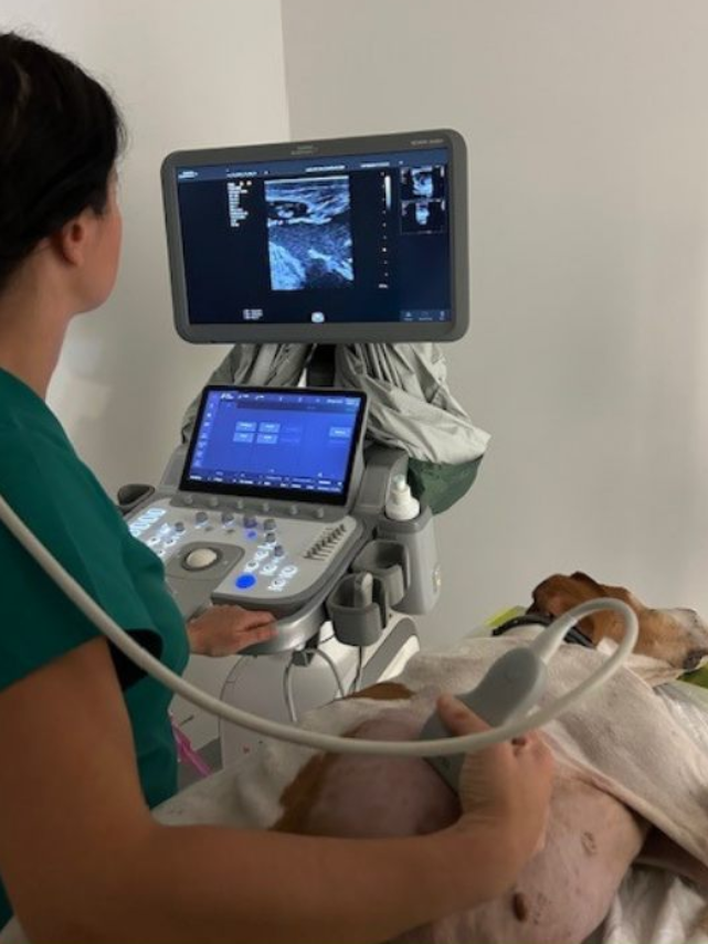 Un medico veterinario dell'Ambulatorio Veterinario Contri De Zen esegue un'ecografia sull'addome di un cane, per verificare eventuali cause sottostanti di prurito o malattie dermatologiche. Tenendo in mano un trasduttore, esamina il monitor, mentre il cane giace su un fianco, parzialmente coperto da un asciugamano.