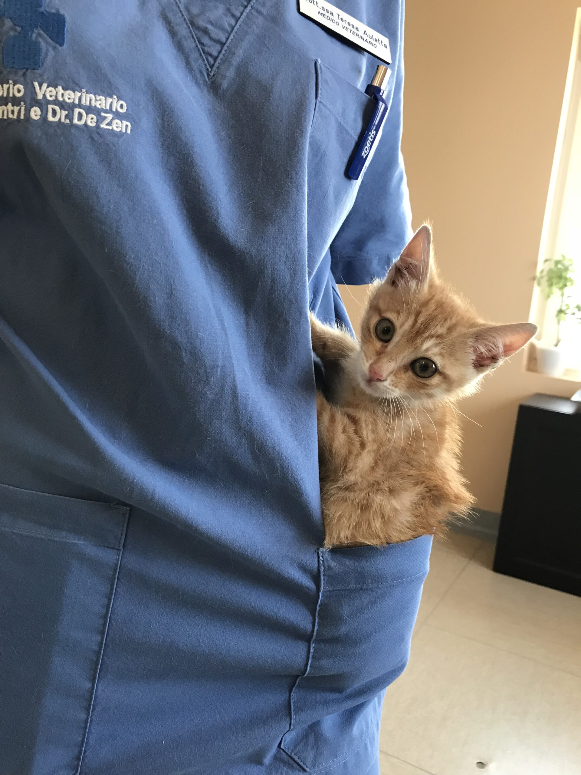Un piccolo gattino arancione fa capolino dalla tasca di una divisa blu da medico indossata da una persona, suggerendo un ambiente veterinario. Il gattino sembra rilassato e curioso, con le orecchie dritte e gli occhi spalancati.