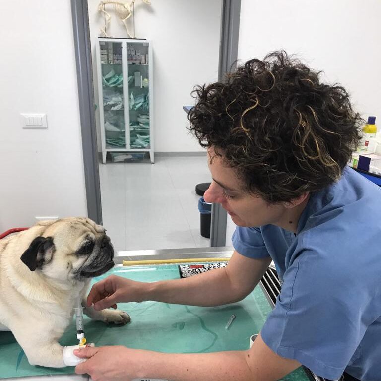 Un veterinario che indossa un camice blu sta esaminando delicatamente un carlino su un tavolo da visita in una clinica. Il carlino è seduto tranquillamente mentre il veterinario gli tiene la zampa anteriore. Le forniture mediche sono visibili sul tavolo e sugli scaffali sullo sfondo.
