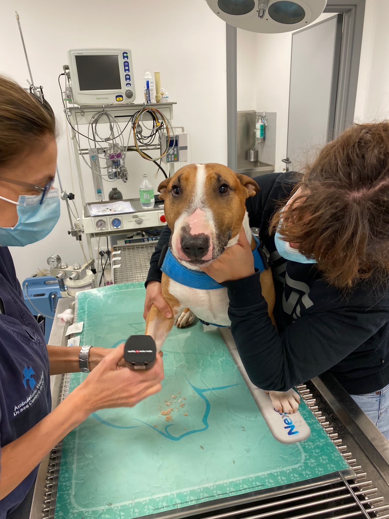 Un cane è su un tavolo da visita veterinario, tenuto delicatamente da due membri dello staff veterinario. Uno sta usando uno strumento sulla zampa del cane. Lattrezzatura medica è visibile sullo sfondo ed entrambi i membri dello staff indossano maschere. Il cane sembra calmo e attento.