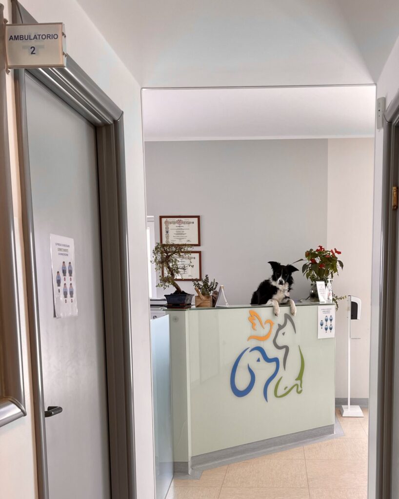 Un corridoio che conduce a una reception con un gatto bianco e nero seduto sopra. La scrivania presenta sagome di animali colorati. Piante in vaso e certificati incorniciati sono visibili sullo sfondo. Il cartello sulla porta recita AMBULATORIO 2.