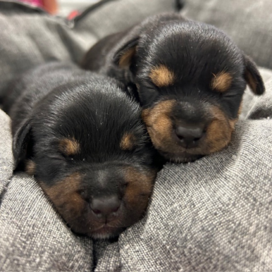Due cuccioli addormentati, con il pelo nero e marrone, sono rannicchiati l'uno accanto all'altro su una morbida coperta grigia. Hanno gli occhi chiusi e sembrano sereni e contenti.