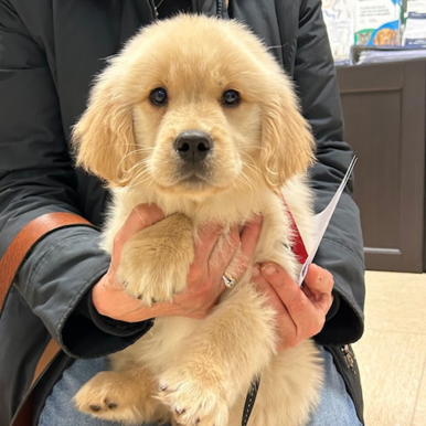 Un cucciolo di golden retriever è tenuto in braccio da una persona che indossa un cappotto scuro e jeans. Il cucciolo guarda dritto in camera con un'espressione curiosa, mentre le sue zampe poggiano sulle mani della persona.