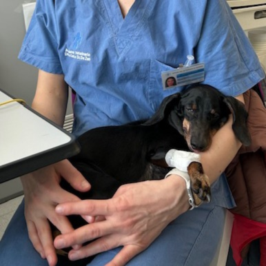 Una persona in camice blu culla delicatamente un cagnolino nero e marrone con una zampa fasciata. La persona è seduta a un tavolo e il cane appare calmo e sicuro. Un tesserino identificativo è attaccato al camice, a suggerire un ambiente veterinario.