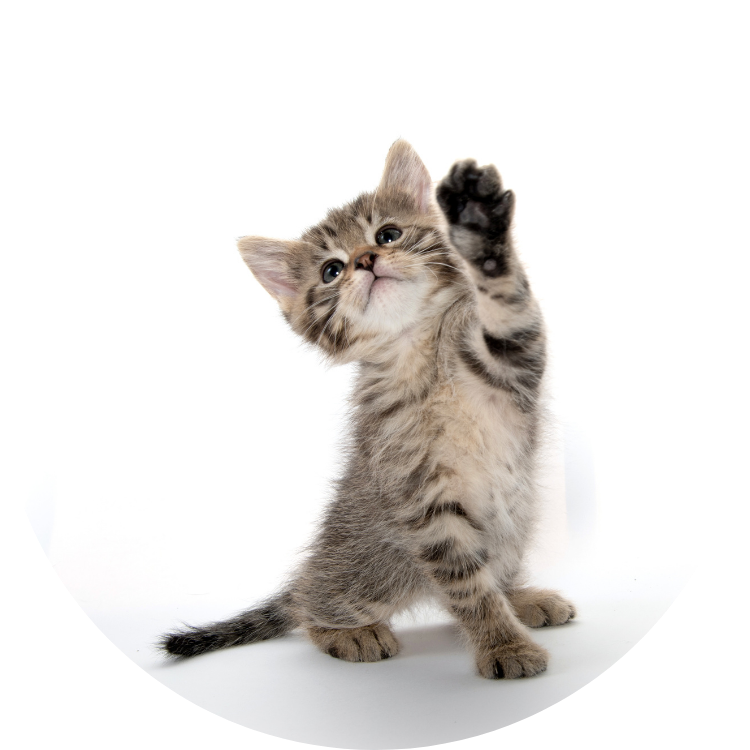 Un piccolo gattino tigrato grigio è seduto su uno sfondo bianco, guarda in alto e alza una zampa come se stesse salutando o allungando la mano verso qualcosa.
