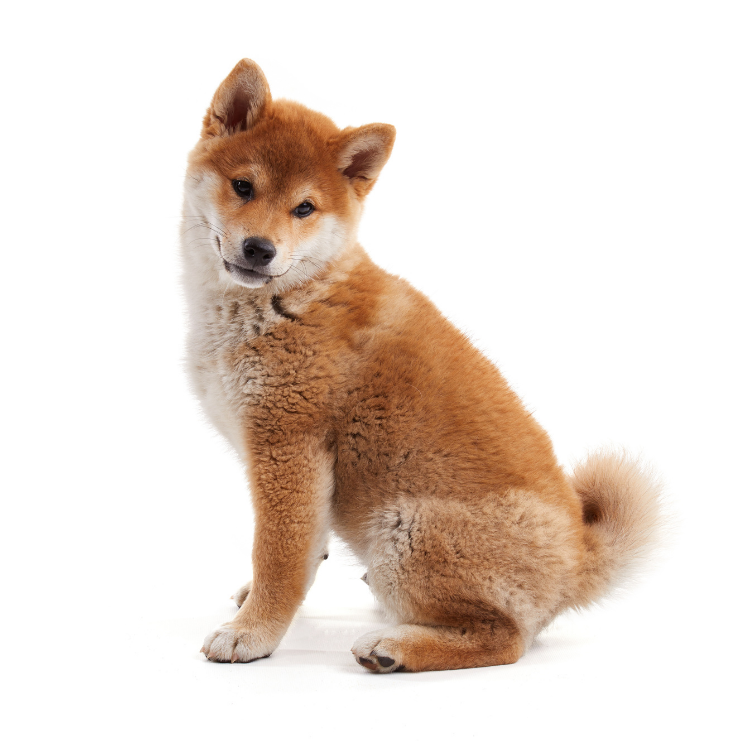 Un soffice cucciolo di Shiba Inu con la pelliccia bruno-rossastra è seduto su uno sfondo bianco e guarda la telecamera con la testa leggermente inclinata e la coda arrotolata sulla schiena.