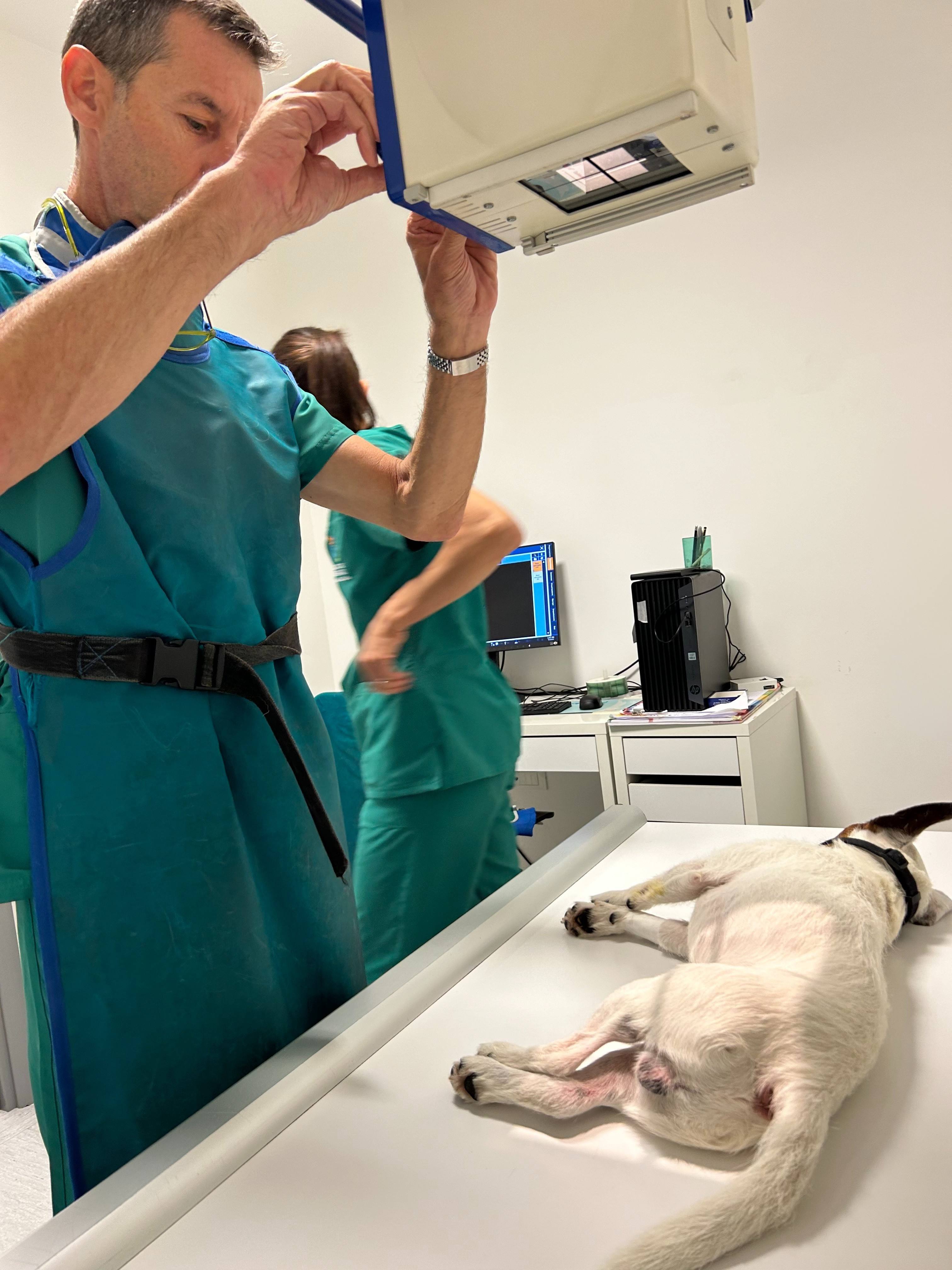 Un medico veterinario dell'ambulatorio Contri De Zen fa una radiografia ad un cagnolino