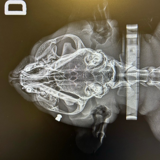 Servizio di Radiologia Veterinaria dell'Ambulatorio veterinario Contri De Zen: una radiografia di un gatto