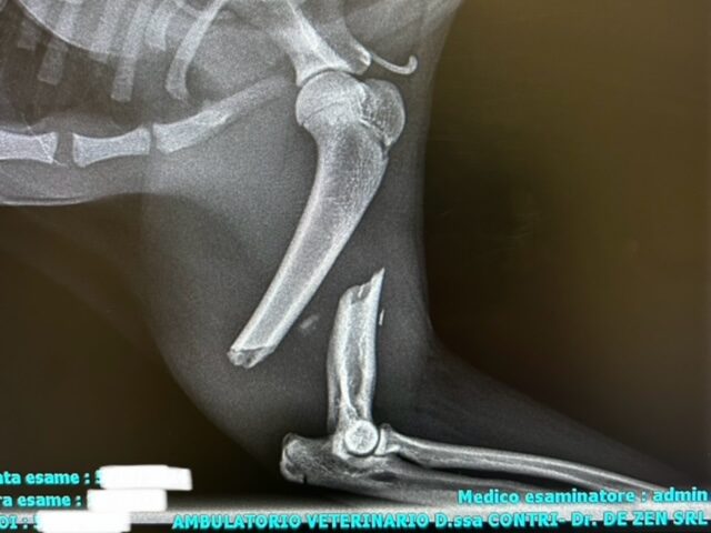 Radiografia della zampa posteriore di un animale che mostra una chiara frattura del femore con segmenti ossei disallineati, che spesso richiede un intervento chirurgico veterinario. Nella parte inferiore dell'immagine sono presenti testo e informazioni sul paziente.
