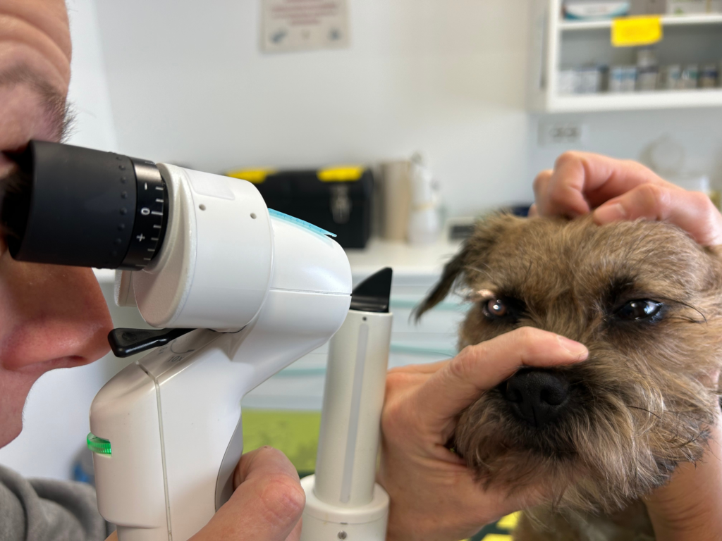 Servizio di Oftalmologia veterinaria: un medico veterinario dell'ambulatorio Contri De Zen controlla gli occhi di un cane per verificare la presenza di patologie oculari