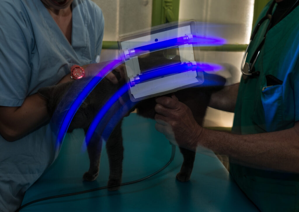 Medicina Veterinaria: Test dermatologico con lampada di Wood.