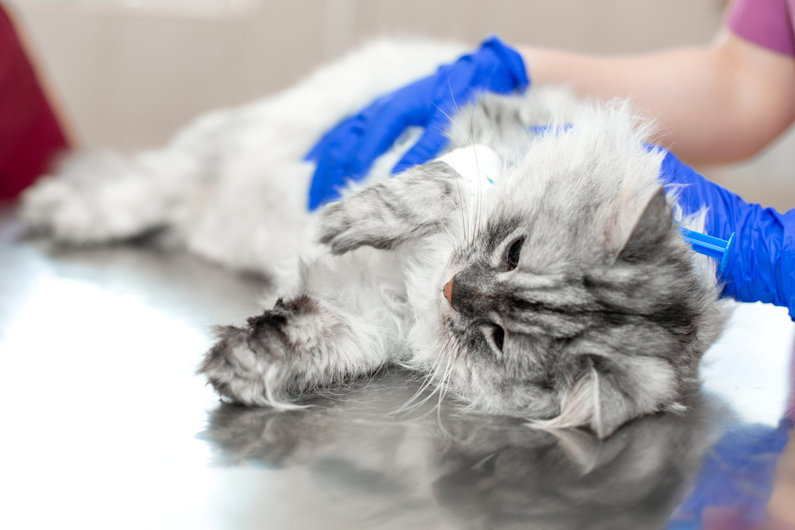 Un soffice gatto grigio è sdraiato su un tavolo da visita metallico mentre una persona che indossa guanti blu da medico lo esamina delicatamente o lo conforta, probabilmente preparandolo all'anestesia.