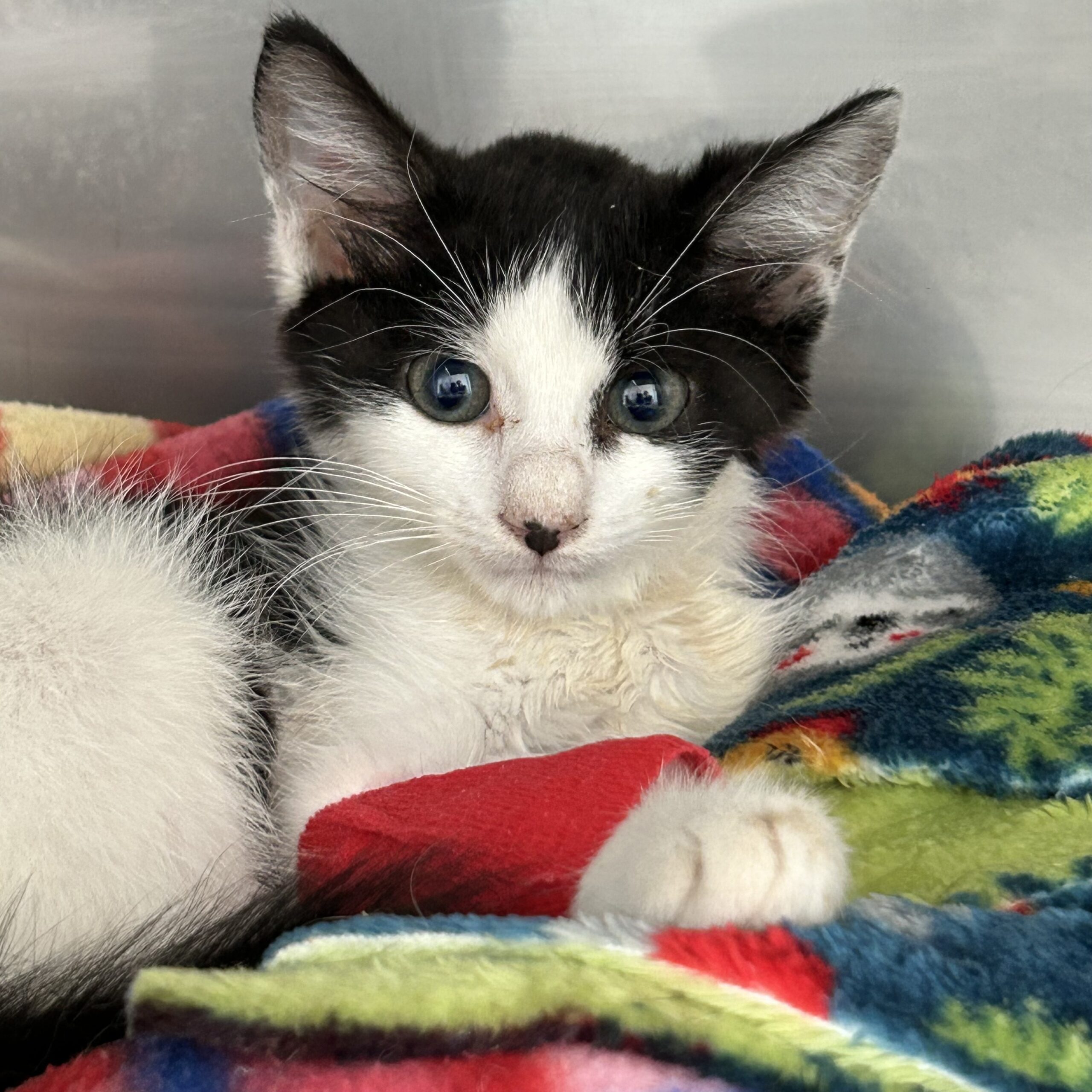Un gattino si riprende dopo un'intervento nei locali degenza dell'ambulatorio veterinario Contri De Zen