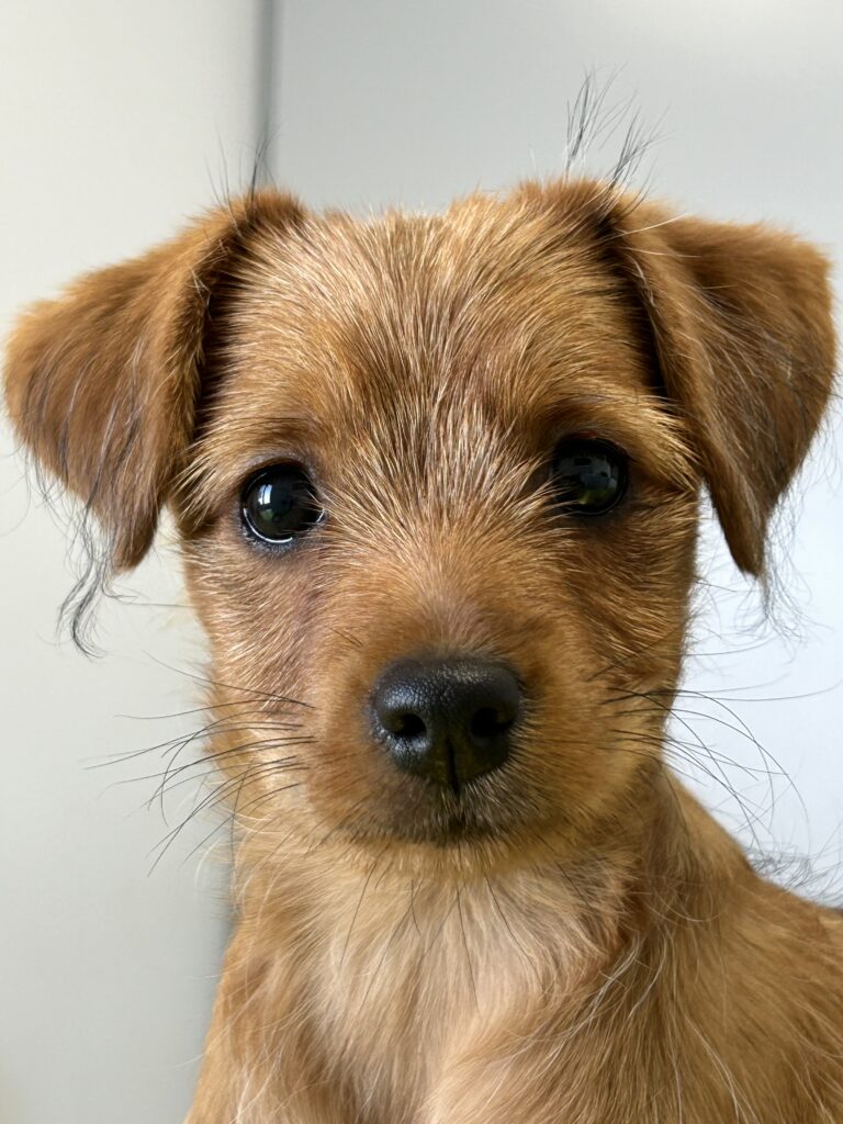 Primo piano di un cucciolo di cane di colore marrone