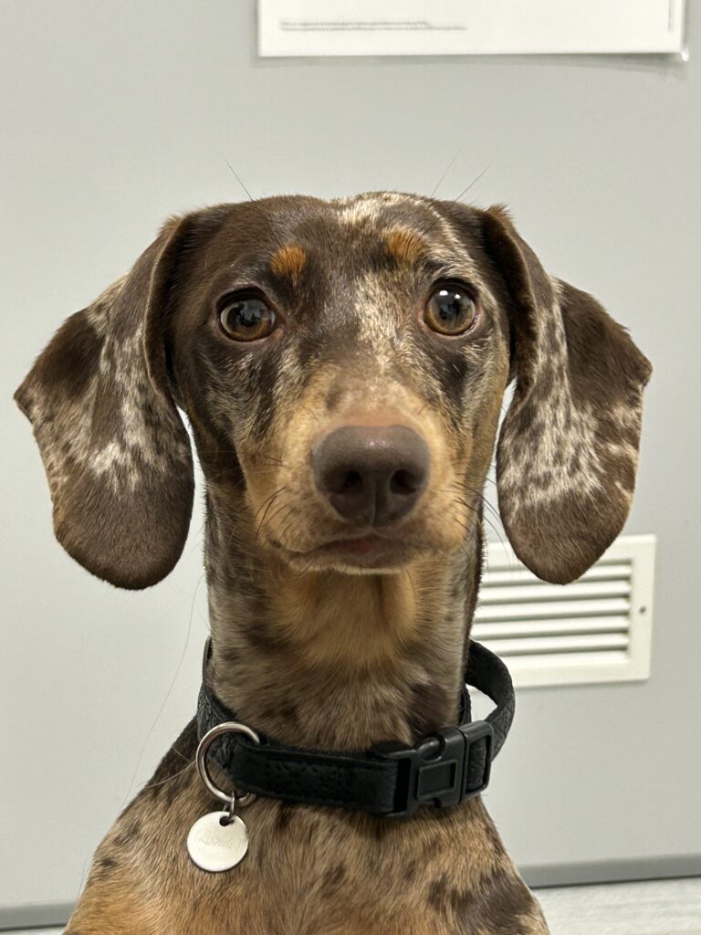 Cane bassotto con pelo maculato marrone chiaro e scuro, che guarda dritto verso la fotocamera.