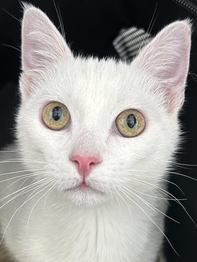 Un primo piano di un gatto bianco