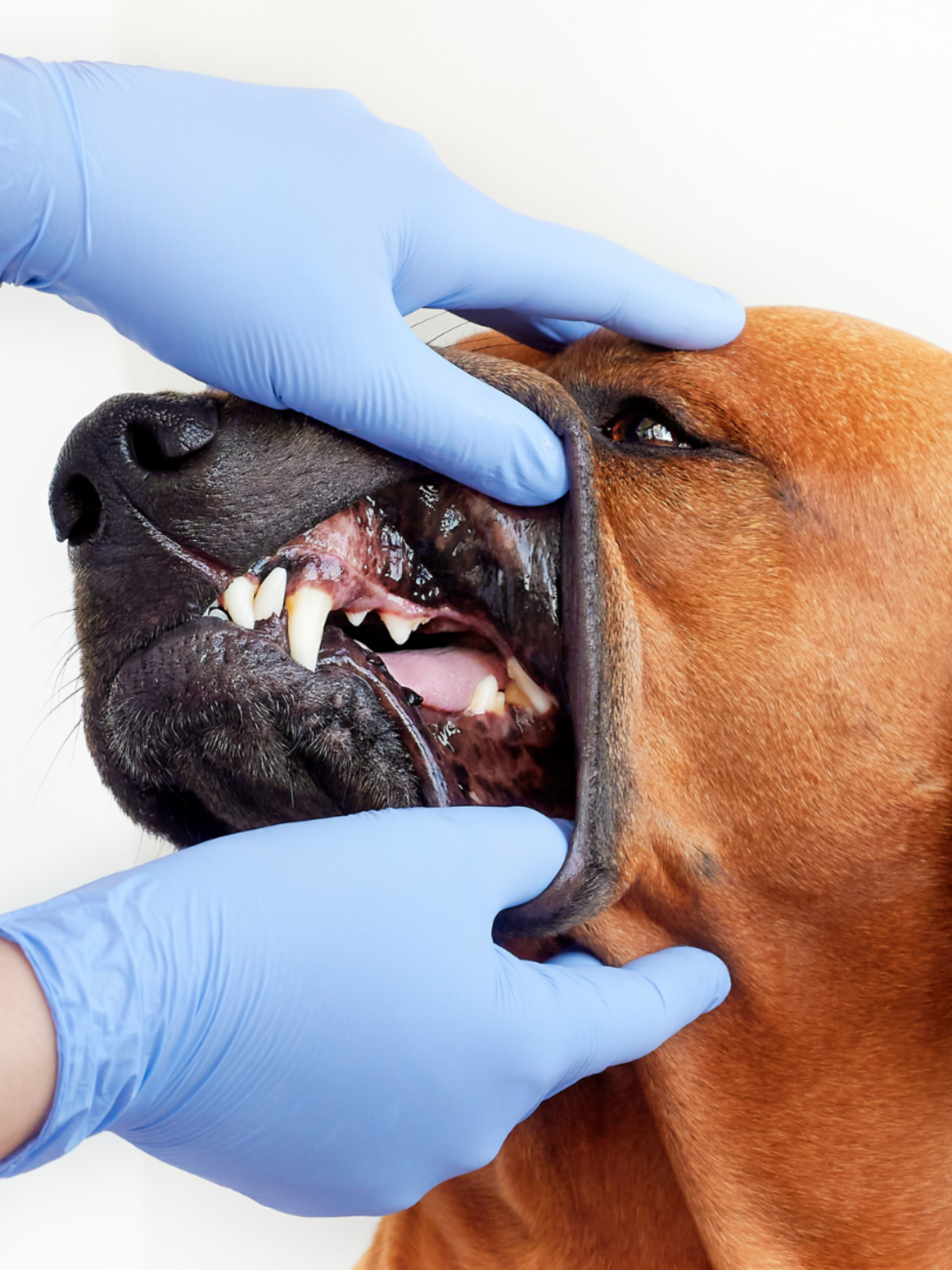 Una persona che indossa guanti blu all'Ambulatorio Contri De Zen solleva delicatamente il labbro di un cane marrone per esaminarne i denti e le gengive, mostrando una visione ravvicinata della bocca e dei denti del cane.