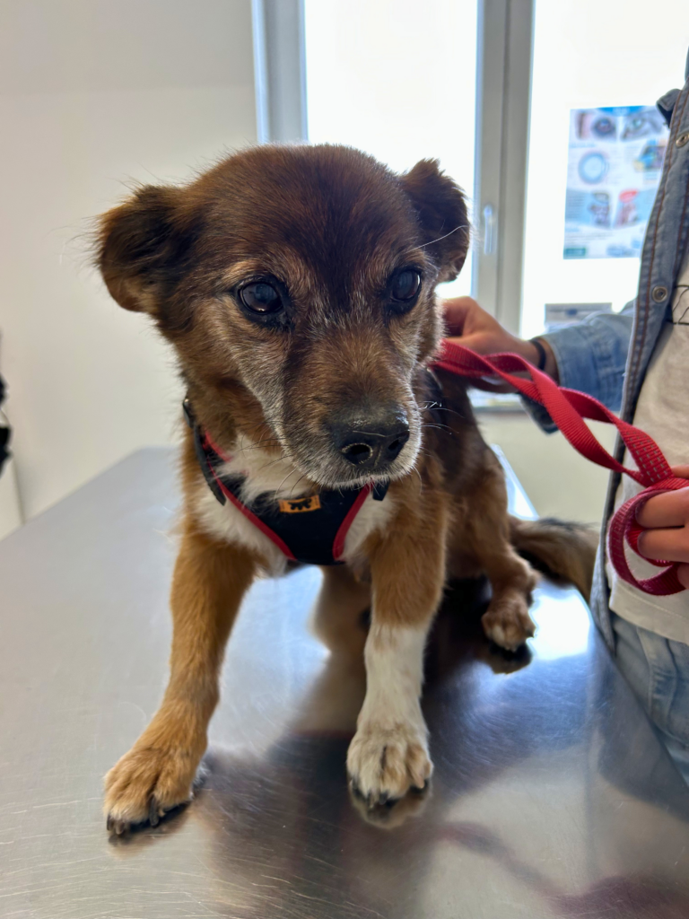 Cane anziano in visita presso l'Ambulatorio Veterinario Contri De Zen
