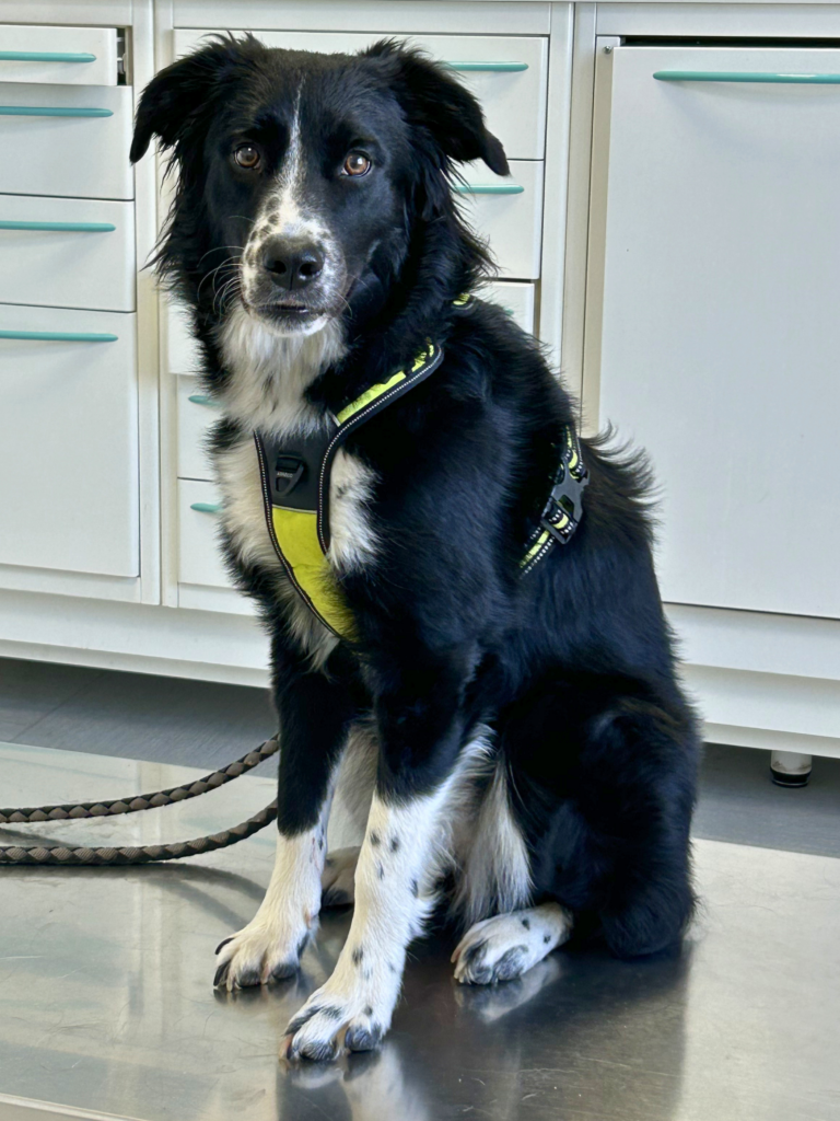 Cagnolone in visita presso l'Ambulatorio Veterinario Contri De Zen