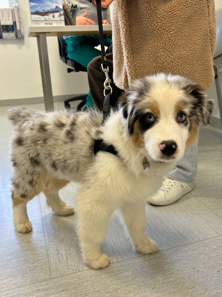 Cucciolo di cane in visita presso l'Ambulatorio Veterinario Contri De Zen
