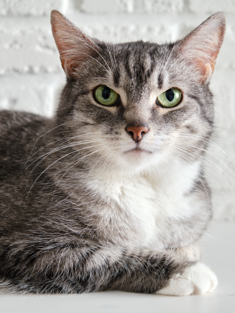 Gatto anziano in visita presso l'Ambulatorio Veterinario Contri De Zen