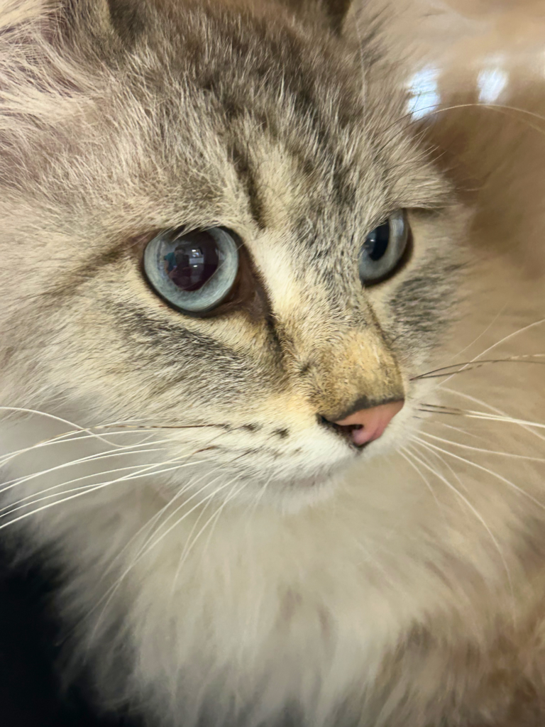 Gatto adulto in visita presso l'Ambulatorio Veterinario Contri De Zen