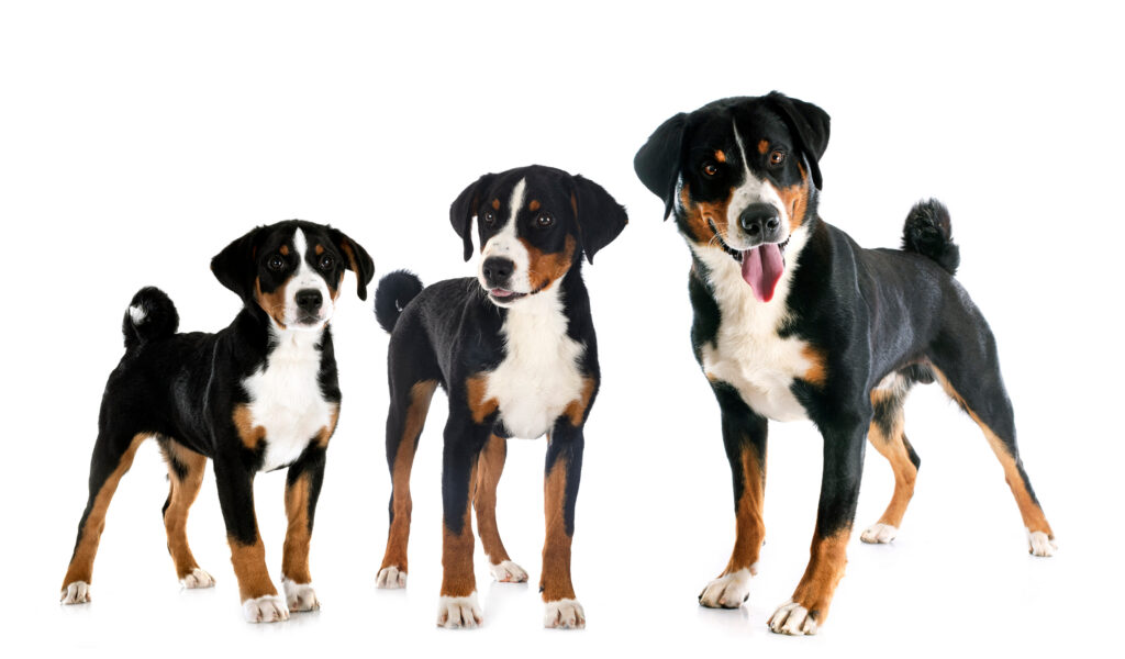 Le fasi della vita del cane