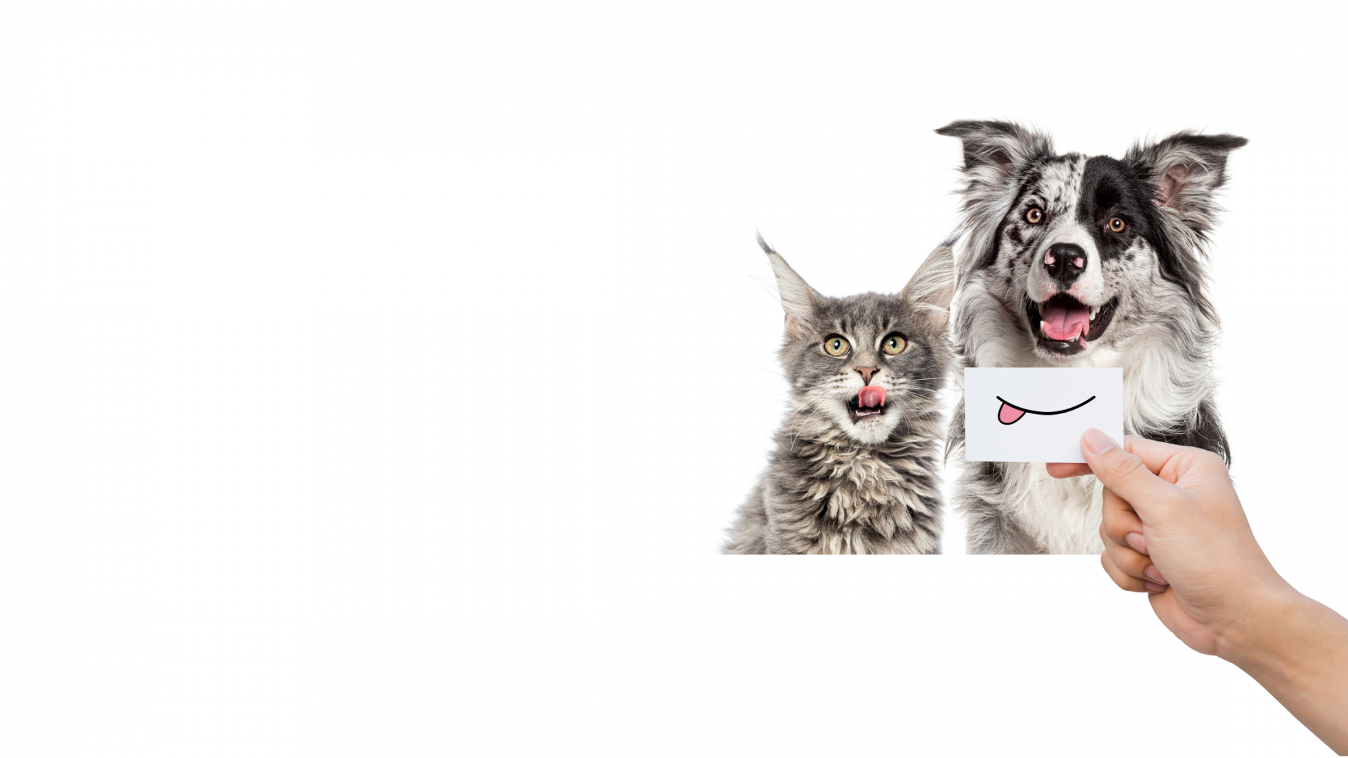 Cane e gatto che guardano davanti, sfondo blu